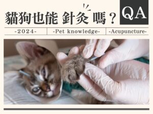 貓狗也能針灸嗎