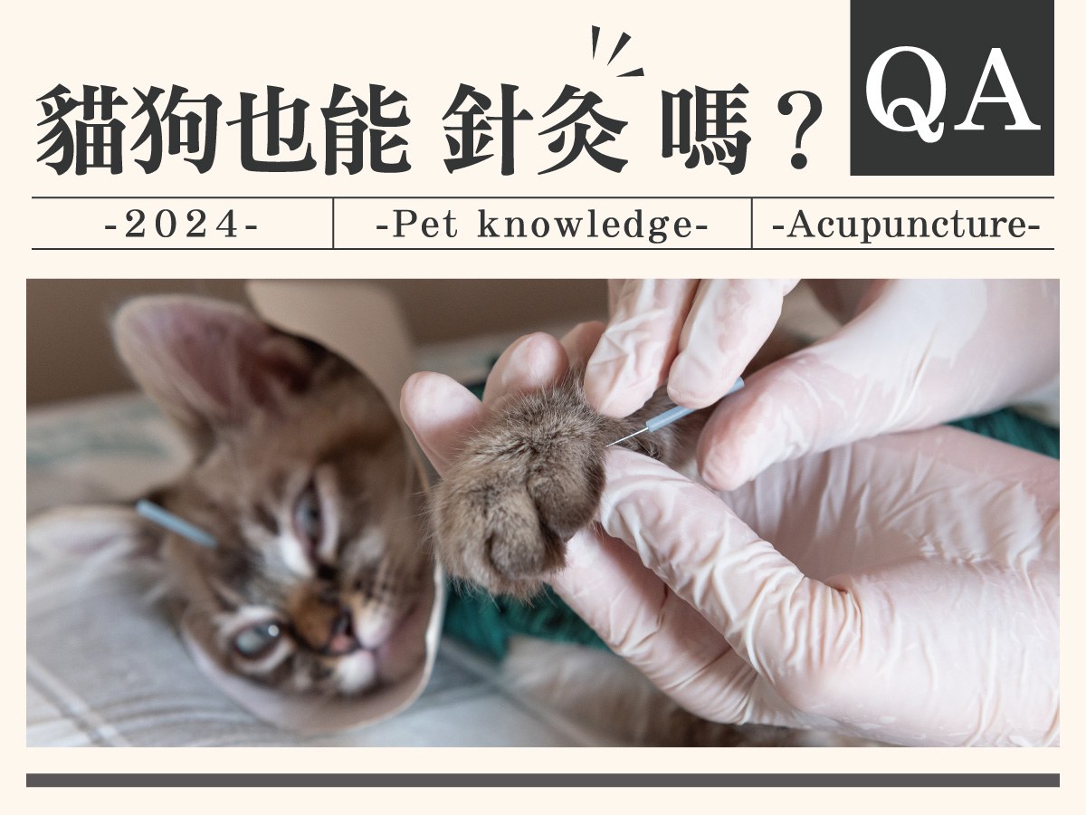 貓狗也能針灸嗎？什麼情況適合針灸以及哪些醫院有針灸項目